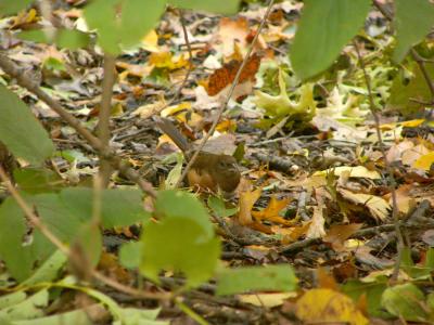 Towhee P1220677a.jpg