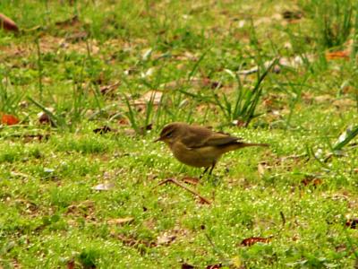 Palm warbler P1220640a.jpg