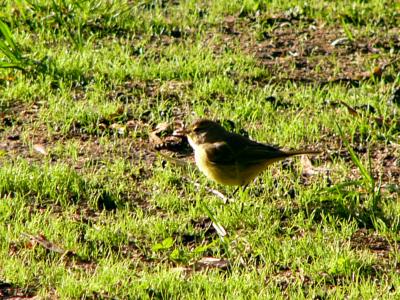 Palm warbler P1220633a.jpg