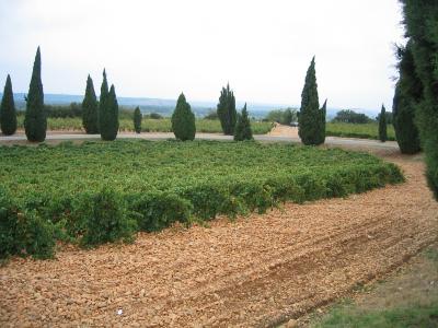 Fines_Roches_vineyard.jpg