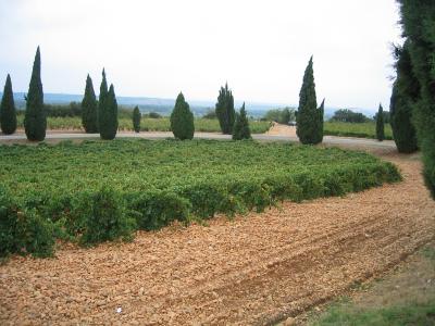 v3/25/473425/3/49538551.Fines_Roches_vineyard.jpg