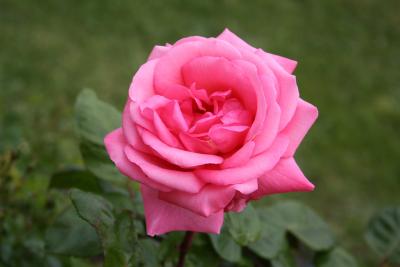 Cannon 001 - Pink Rose 001.jpg