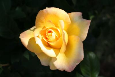 Cannon 001 - Yellow Rose 001.jpg