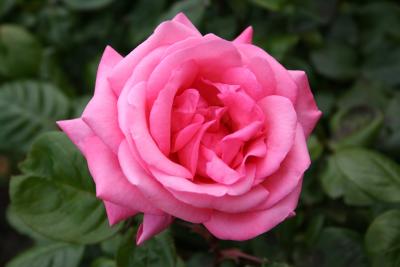 Cannon 001 - Pink Rose 002.jpg