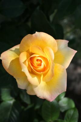 Cannon 001 - Yellow Rose 002.jpg