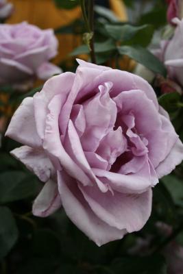 Cannon 001 - Purple Rose 001.jpg