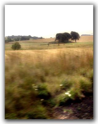 Train Window - Autumnal