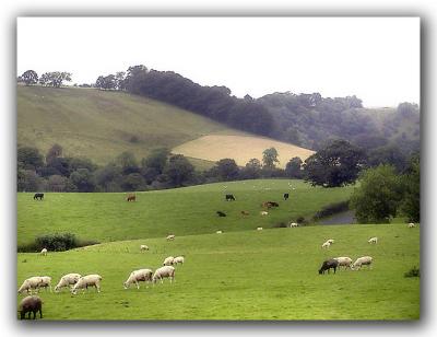 Train Window - Pastoral