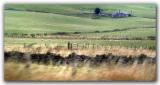 Train Window - Fields of Sheep