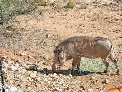 Wart Hog