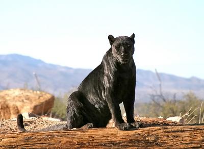 Black African Leopard