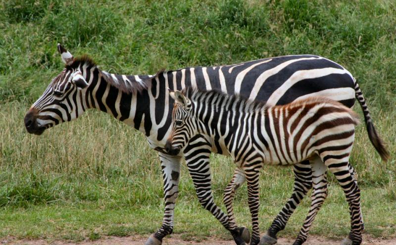 july 4 mom and baby zebra