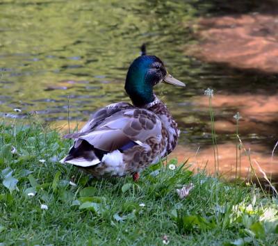 june 23 one more duck