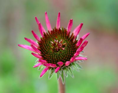 july 1 allegan skinny flower