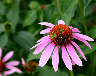 july 1 allegan flower not perfect