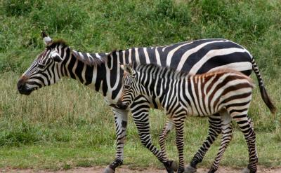 july 4 mom and baby zebra