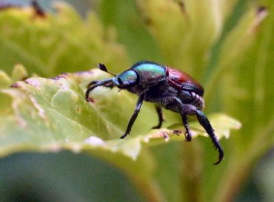 v3/25/544525/3/46172547.july13japanesebeetle.jpg