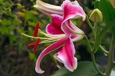 july 22 lily opens