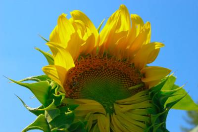 Aug 1 first sunflower