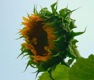 aug 4 new sunflower