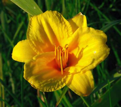 v3/25/544525/3/47300064.aug6intheweeds.jpg