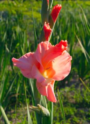 v3/25/544525/3/47300066.aug6moresamsglads.jpg
