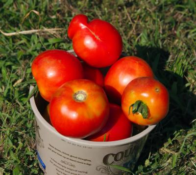 aug 6 tomatoes