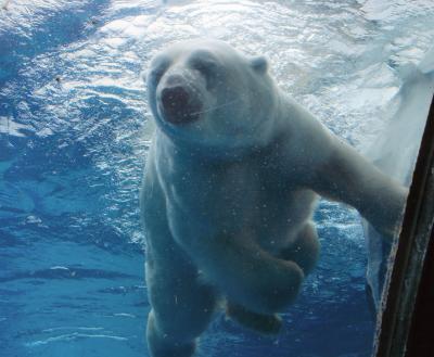 aug 13 swimming bear