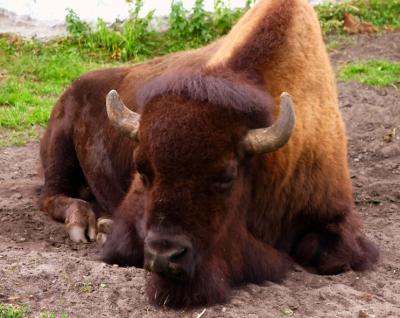aug 13 bored bison
