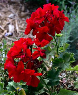 v3/25/544525/3/47896313.aug18churchgeraniums.jpg