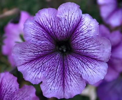 sep 3 purple petunia