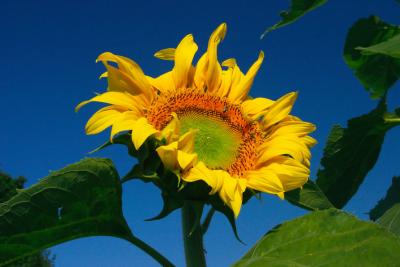Aug 2 more sunflower
