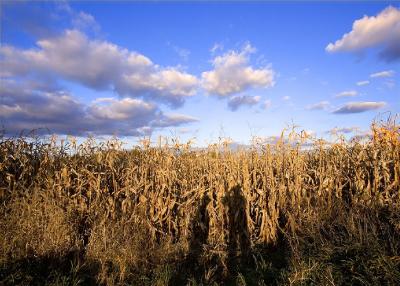 oct 25 corn shadows