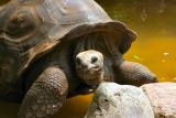 july 4 jello face turtle