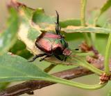 july 13 beetle