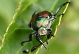 july 13 beetle having lunch on my forsythia