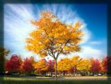 Grove-in-Fall-Motion-Blur.jpg