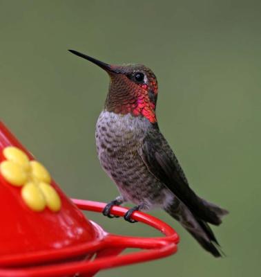 v3/25/564325/3/44380857.AnnasHummerfeeder.jpg