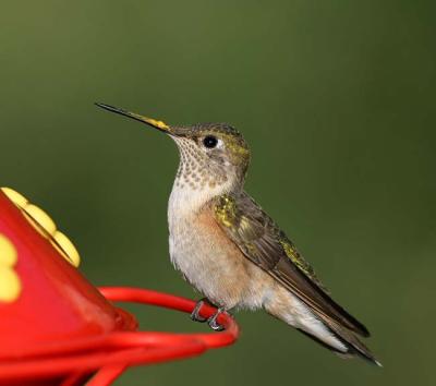 female hummingbird on feeder