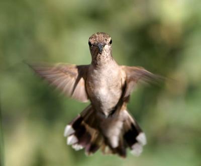 v3/25/564325/3/44380981.femalehummerflight.jpg