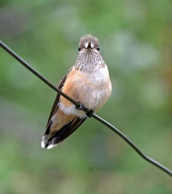 female hummingbird on wire