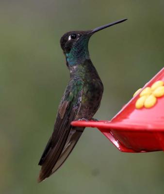 Magnificent Hummingbird on feeder