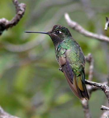 Magnificent Hummingbird2