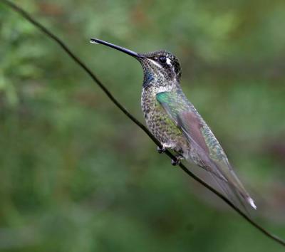 Magnificent Hummingbird3
