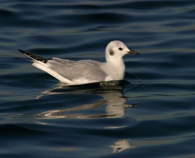 v3/25/564325/3/47123423.BonapartesGull.jpg