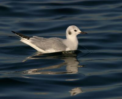 Bonaparte's Gull