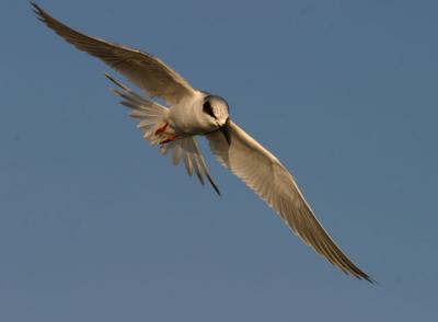 v3/25/564325/3/47123454.ForstersTernflight2.jpg