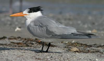 Royal Tern 2