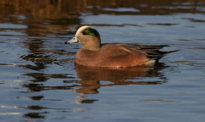 American Widgeon 2