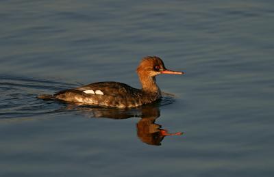 v3/25/564325/3/47123758.RedbreastedMerganserf.jpg